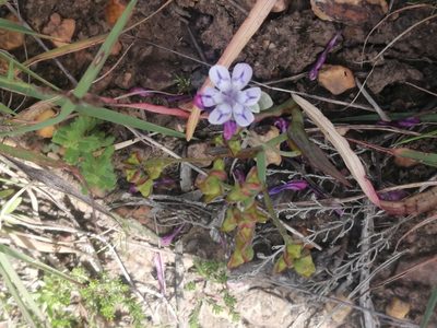 Codonorhiza corymbosa, photographed by sharndreheuvel