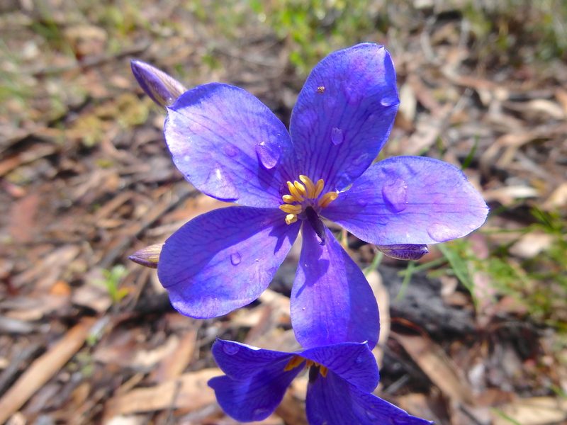 Cheiranthera linearis, photographed by Kiri Bee
