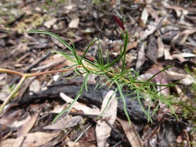 Cheiranthera linearis, photographed by Kiri Bee