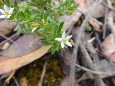 Rhytidosporum procumbens, photographed by Kiri Bee