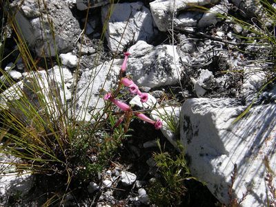 Erica rufescens, photographed by Klaus Wehrlin