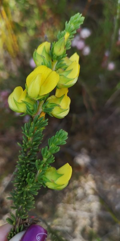 Aspalathus citrina, photographed by leandra-k_89