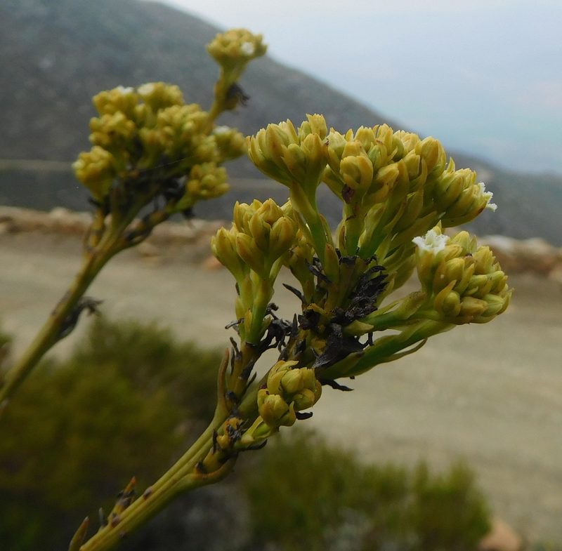 Thesium umbelliferum, photographed by Charles Stirton