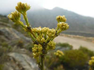 Thesium umbelliferum, photographed by Charles Stirton