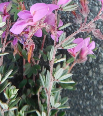 Indigofera swartbergensis, photographed by Charles Stirton