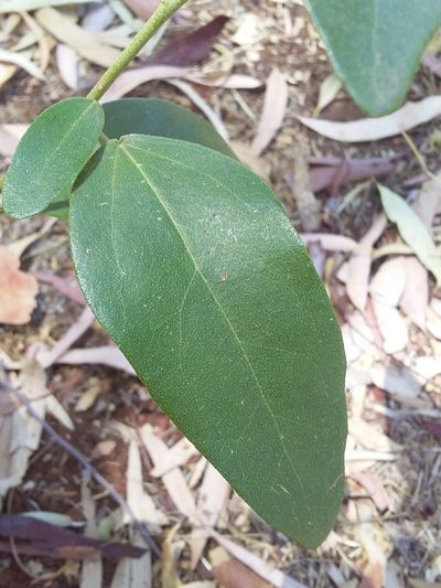 Lagunaria patersonia, photographed by insiderelic