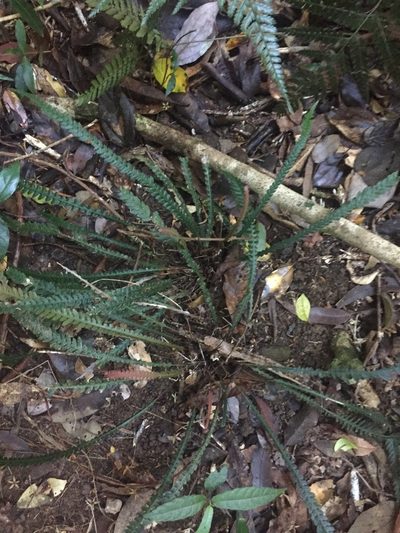 Doodia heterophylla, photographed by dan_johnston