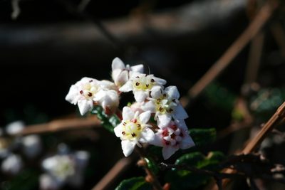 Commersonia hermanniifolia, photographed by tobyyy