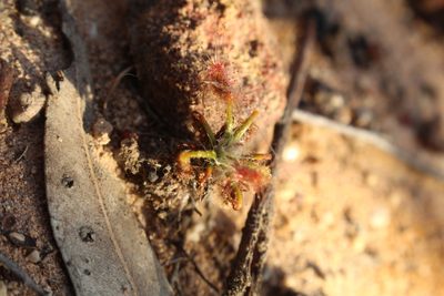 Drosera scorpioides, photographed by Em Lamond