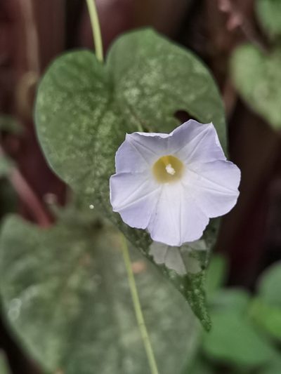 Ipomoea aristolochiifolia, photographed by Eduardo Chacón Madrigal