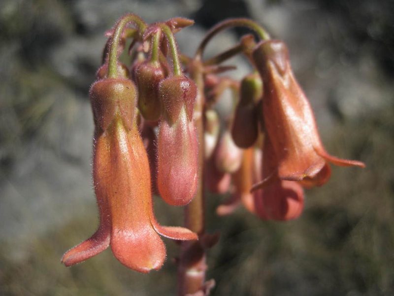 Kalanchoe pubescens, photographed by Romer N. Rabarijaona