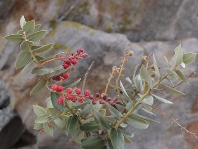 Agarista buxifolia, photographed by Romer N. Rabarijaona