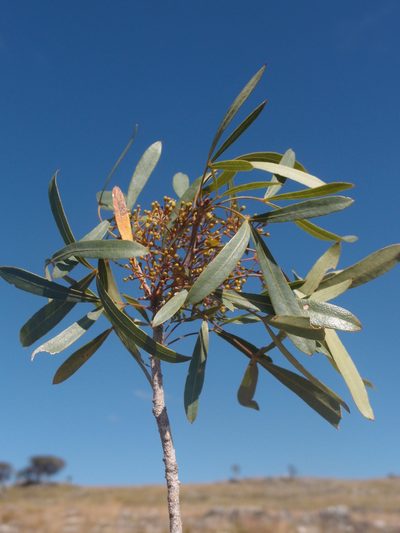 Neocussonia bojeri, photographed by Romer N. Rabarijaona