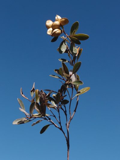 Philgamia hibbertioides, photographed by Romer N. Rabarijaona