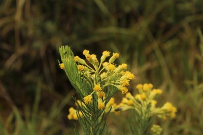 Pentacalia abietina, photographed by Andrés Ramírez-Barrera