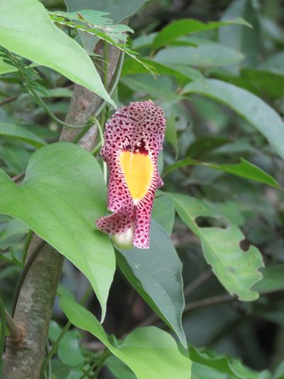 Aristolochia odoratissima, photographed by Vincent A. Vos