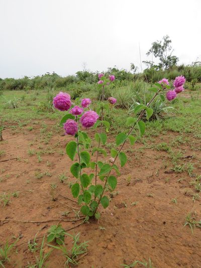 Lippia lupulina, photographed by Vincent A. Vos