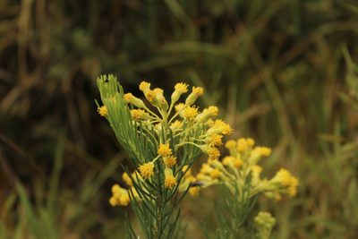 Pentacalia abietina, photographed by Andrés Ramírez-Barrera
