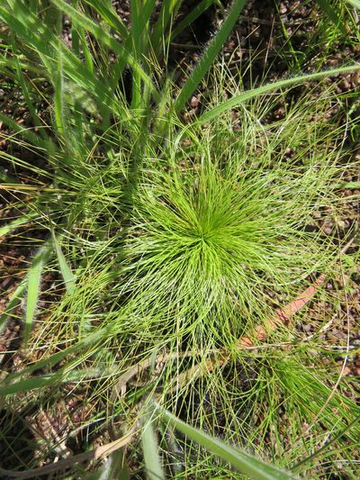 Bulbostylis paradoxa, photographed by Vincent A. Vos