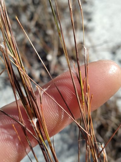 Schizachyrium niveum, photographed by Scott Ward