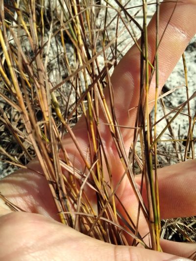 Schizachyrium niveum, photographed by Scott Ward
