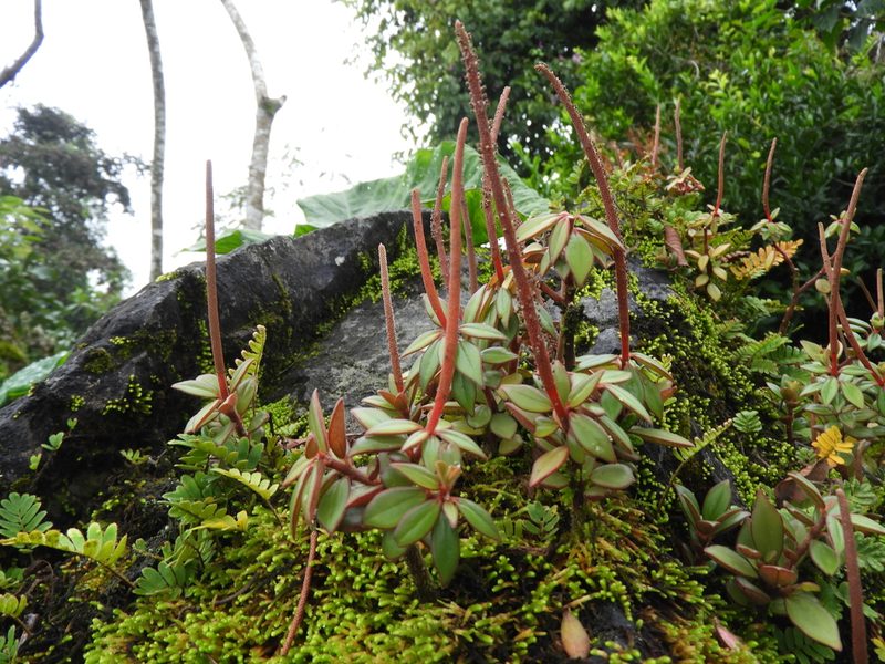 Peperomia consoquitlana, photographed by Leticia Jiménez Hernández