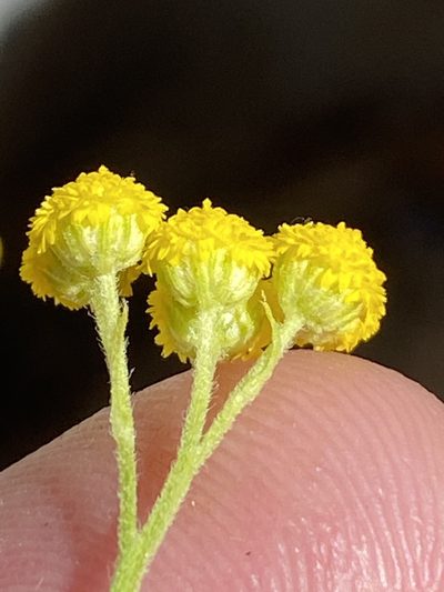 Nidorella resedifolia, photographed by Dave U