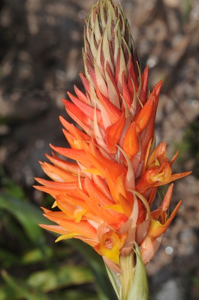 Sacoila argentina, photographed by aacocucci