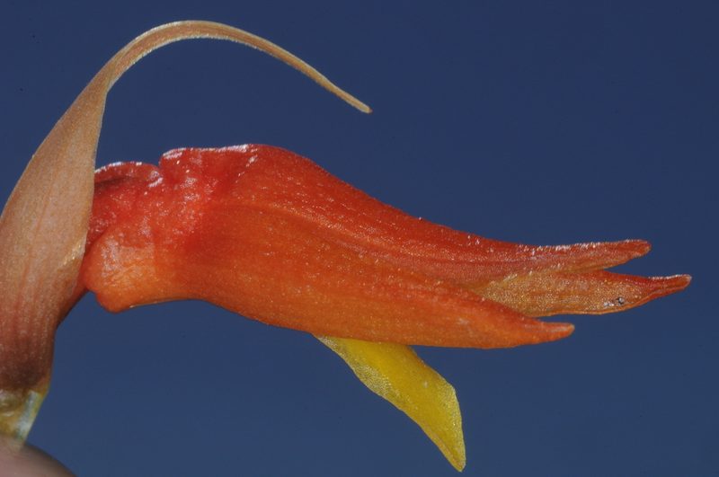 Sacoila argentina, photographed by aacocucci