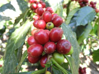 Coffea arabica, photographed by Leticia Jiménez Hernández