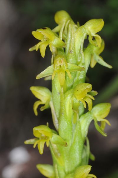 Habenaria parviflora, photographed by aacocucci