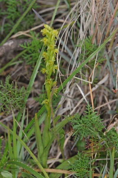 Habenaria parviflora, photographed by aacocucci