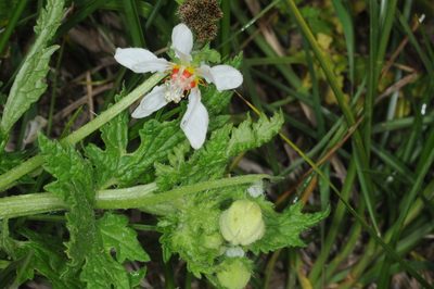 Blumenbachia hieronymi, photographed by aacocucci