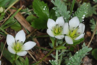 Gentianella multicaulis, photographed by aacocucci