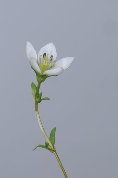Gentianella multicaulis, photographed by aacocucci