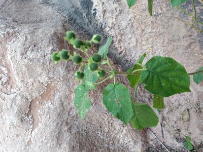 Solanum abutiloides, photographed by Naturalist Tours