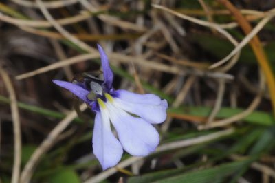 Lobelia nana, photographed by aacocucci