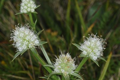 Eryngium nudicaule, photographed by aacocucci