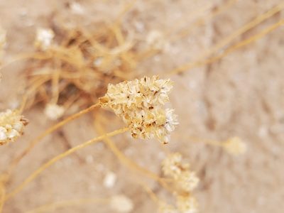 Plantago ovata, photographed by Bob Miller