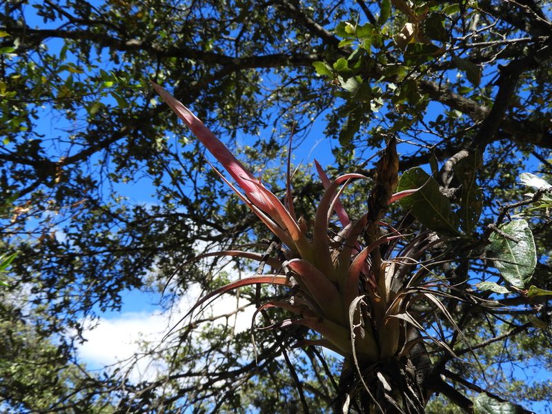 Tillandsia achyrostachys, photographed by Leticia Jiménez Hernández