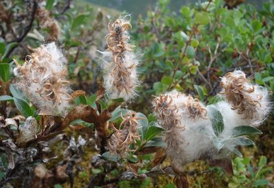 Salix myrsinites, photographed by Jan Vršovský