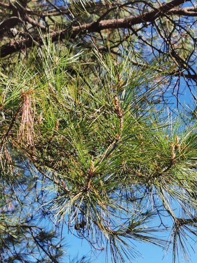 Pinus herrerae, photographed by M. Socorro González Elizondo
