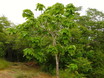 Jatropha peltata, photographed by Francisco Farriols Sarabia