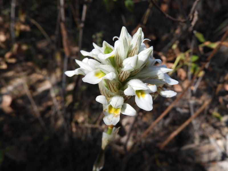 Deiregyne diaphana, photographed by Leticia Jiménez Hernández