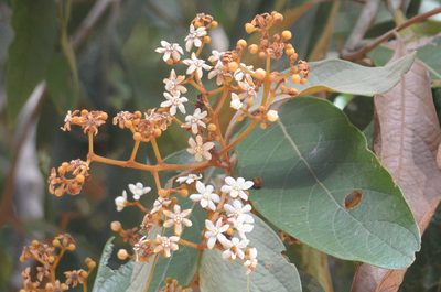 Nectandra oppositifolia, photographed by B. Phalan