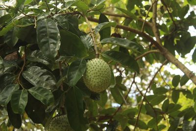 Annona montana, photographed by Andrés Ramírez-Barrera