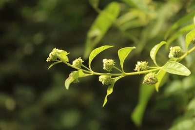 Lippia dulcis, photographed by Andrés Ramírez-Barrera