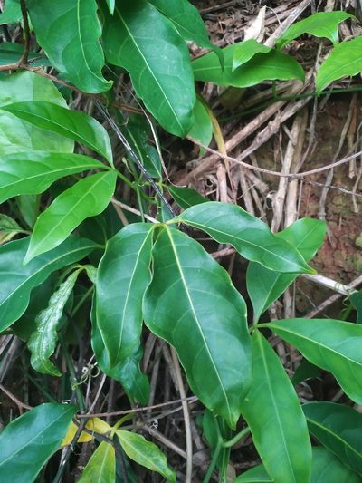 Psiguria ternata, photographed by Reinaldo de Oliveira Elias