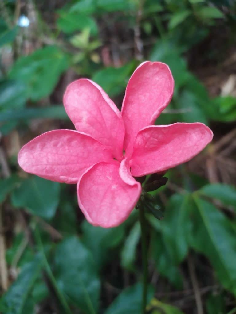Psiguria ternata, photographed by Reinaldo de Oliveira Elias