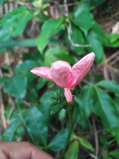 Psiguria ternata, photographed by Reinaldo de Oliveira Elias